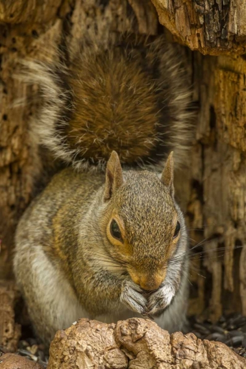 Picture of USA, NORTH CAROLINA GRAY SQUIRREL EATING