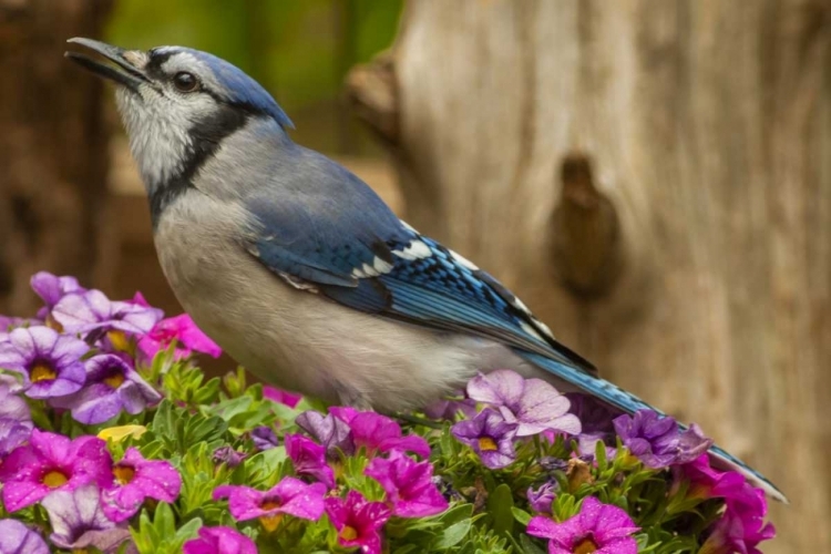 Picture of NORTH CAROLINA, GUILFORD COUNTY BLUE JAY