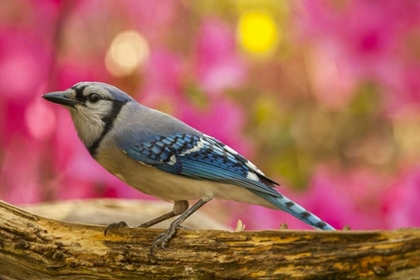 Picture of NORTH CAROLINA, GUILFORD COUNTY BLUE JAY