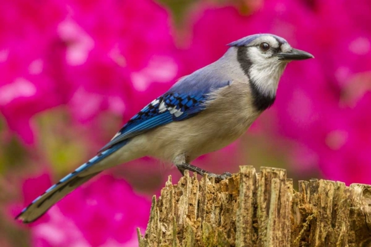 Picture of NORTH CAROLINA, GUILFORD COUNTY BLUE JAY
