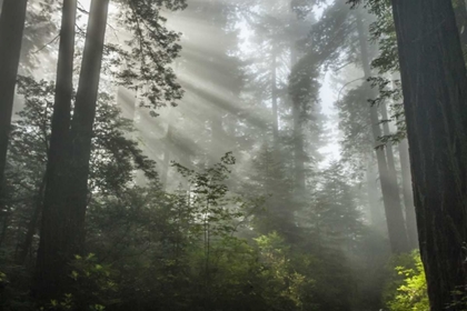 Picture of CALIFORNIA FOG IN LADYBIRD JOHNSON GROVE