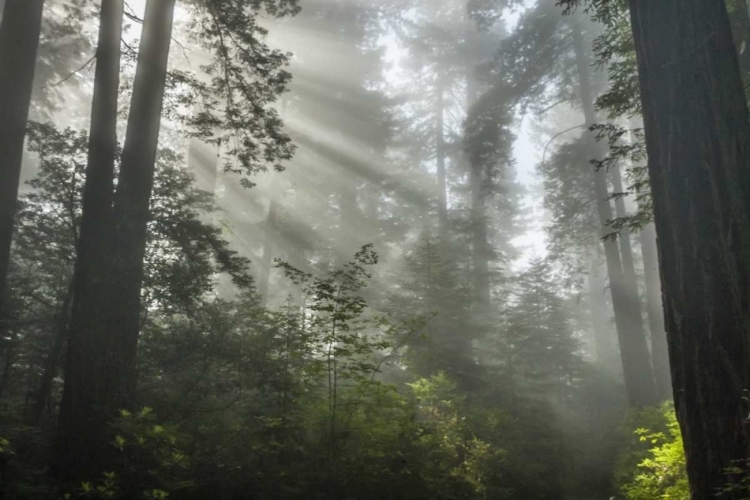 Picture of CALIFORNIA FOG IN LADYBIRD JOHNSON GROVE