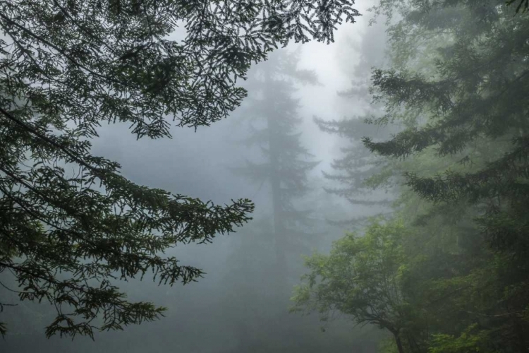 Picture of CALIFORNIA FOG IN LADYBIRD JOHNSON GROVE