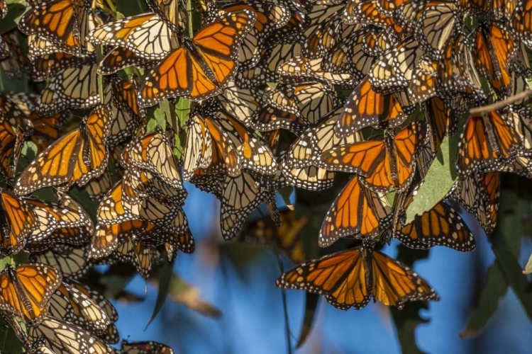 Picture of CALIFORNIA MONARCH BUTTERFLIES ON LEAVES