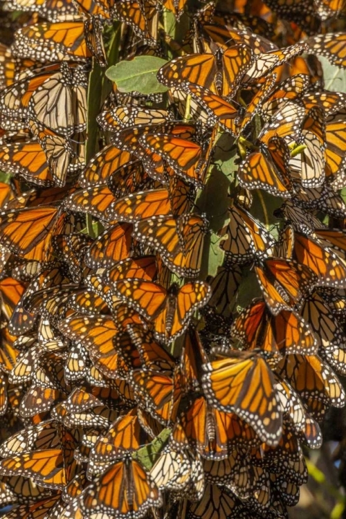 Picture of CALIFORNIA MONARCH BUTTERFLIES ON LEAVES