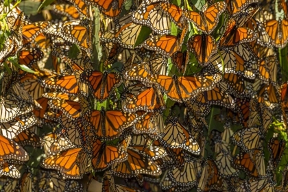 Picture of CALIFORNIA MONARCH BUTTERFLIES ON LEAVES