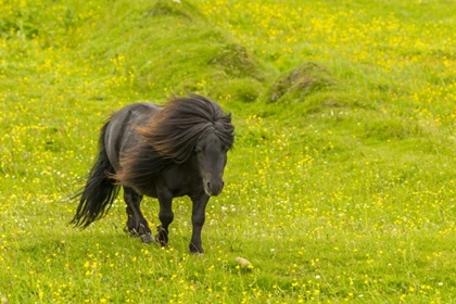 Picture of SCOTLAND, SHETLAND ISLANDS SHETLAND PONY