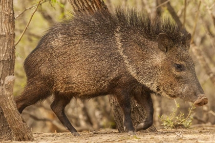 Picture of TEXAS, HIDALGO CO CLOSE UP OF A JAVELINA