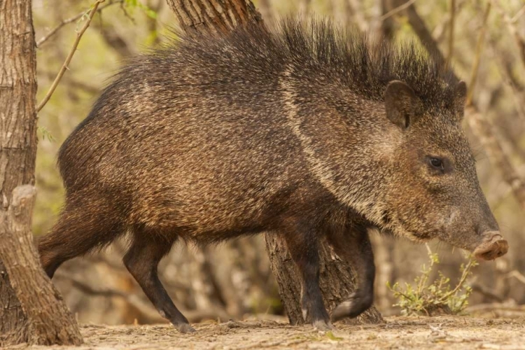 Picture of TEXAS, HIDALGO CO CLOSE UP OF A JAVELINA