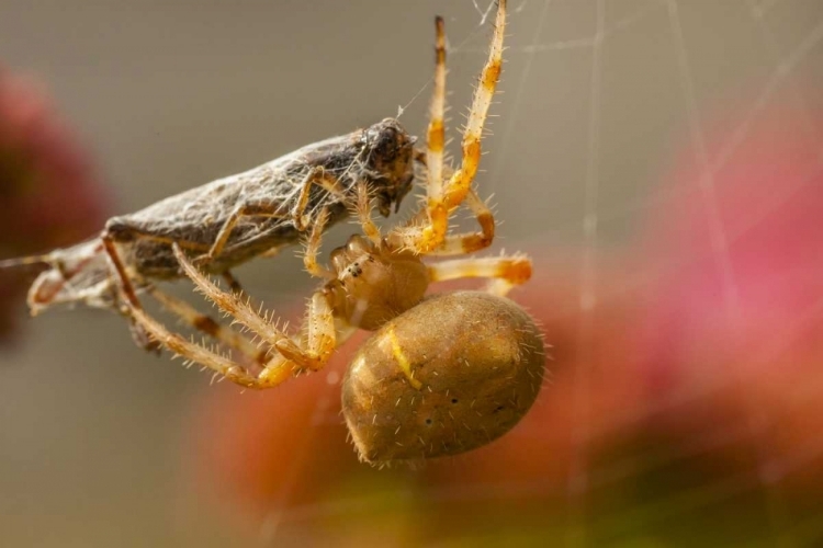 Picture of COLORADO, JEFFERSON CO ORB-WEAVER SPIDER