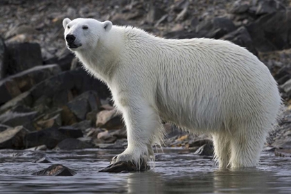 Picture of NORWAY, SVALBARD POLAR BEAR STANDING IN WATER