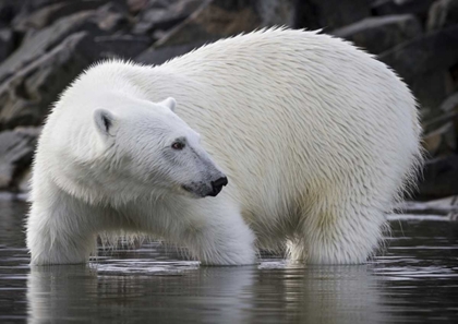 Picture of NORWAY, SVALBARD POLAR BEAR STANDING IN WATER