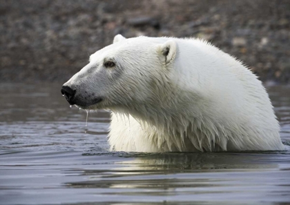 Picture of NORWAY, SVALBARD POLAR BEAR STANDING IN WATER