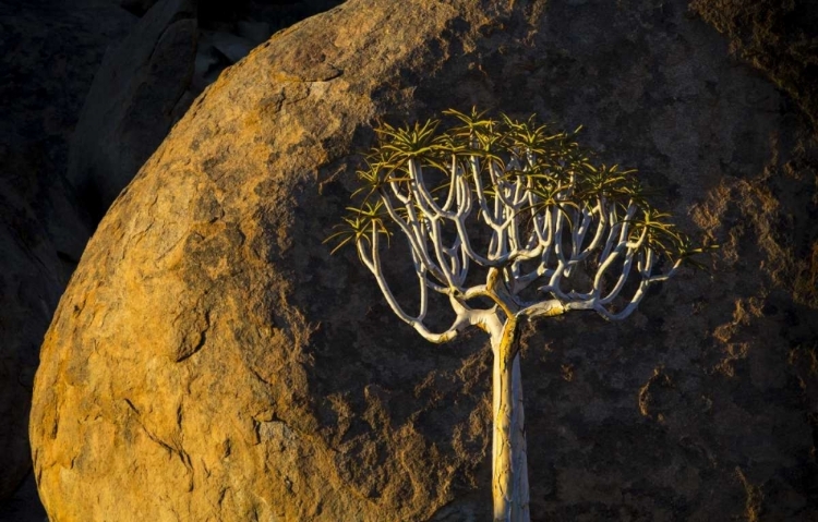 Picture of SOUTH RICHTERSVELD NP QUIVER TREE AND BOULDER