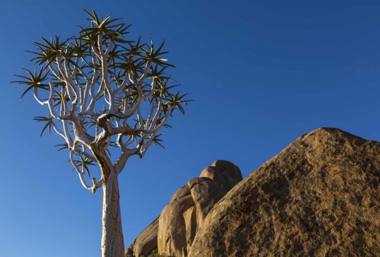 Picture of SOUTH RICHTERSVELD NP QUIVER TREE AND BOULDER