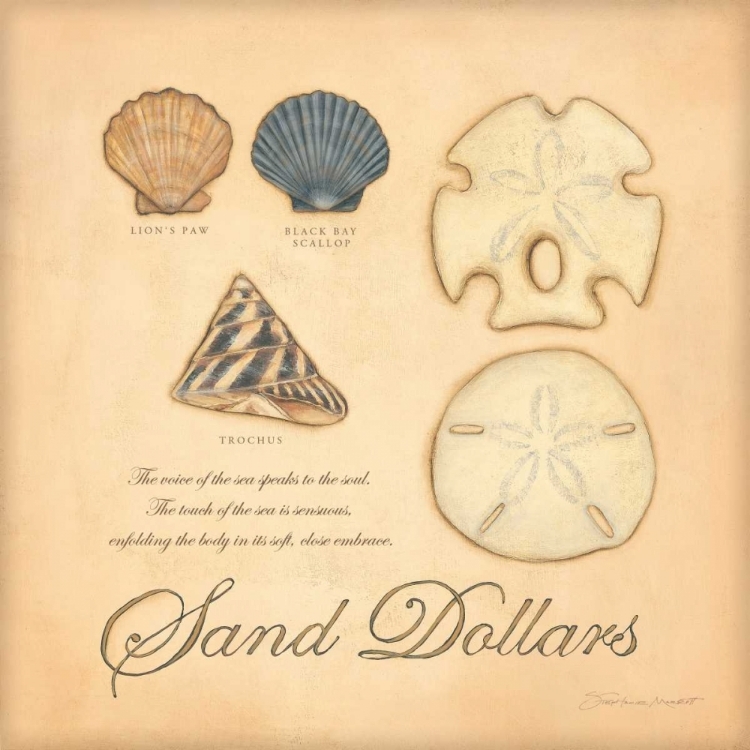 Picture of SAND DOLLARS