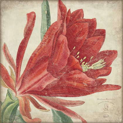 Picture of RED FLOWER
