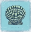 Picture of SCALLOP