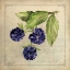 Picture of BLACKBERRY COLLAGE