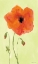 Picture of POPPYFACE