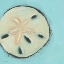 Picture of SAND DOLLAR