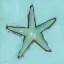 Picture of AQUA BLUE STARFISH
