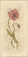 Picture of POPPY I
