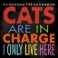 Picture of CATS IN CHARGE