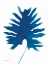 Picture of TROPICAL LEAF IN BLUE