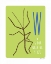Picture of W IS FOR WALKING STICK