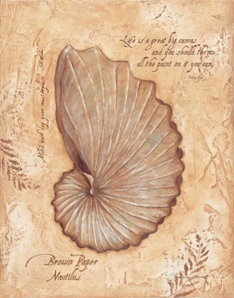 Picture of BROWN PAPER NAUTILIS