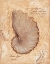 Picture of BROWN PAPER NAUTILIS