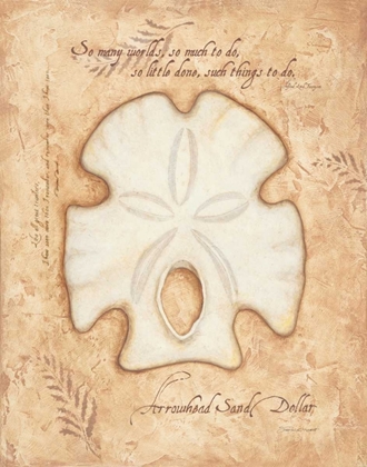 Picture of ARROWHEAD SAND DOLLAR