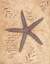 Picture of STARFISH