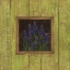 Picture of GRAPE HYACINTHS