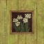 Picture of PAPER WHITES