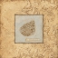 Picture of BOLMA