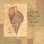 Picture of DISCOVER SHELL