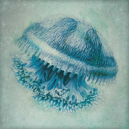 Picture of JELLY FISH II