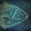 Picture of FISH I