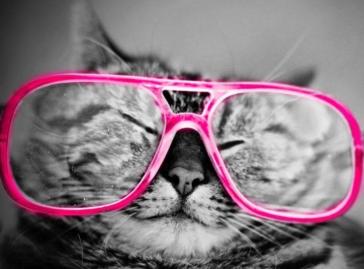 Picture of HIP PETS IV