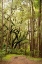 Picture of GRAND FOREST I