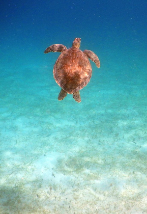 Picture of VIEW FROM BELOW I