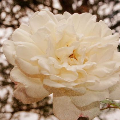 Picture of VINTAGE ROSE I