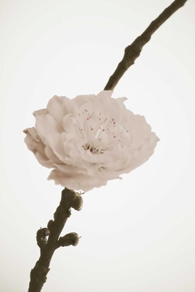 Picture of DELICATE FLORAL II