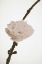 Picture of DELICATE FLORAL II