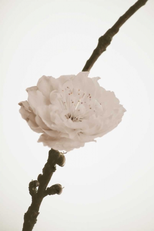 Picture of DELICATE FLORAL II