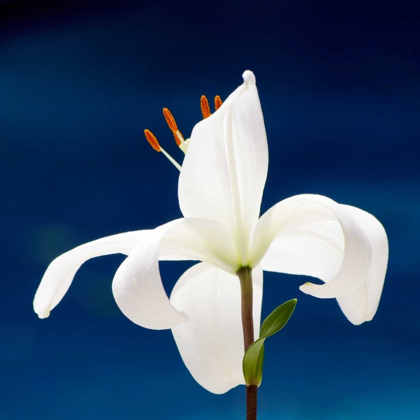 Picture of LILY ON BLUE
