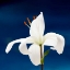Picture of LILY ON BLUE