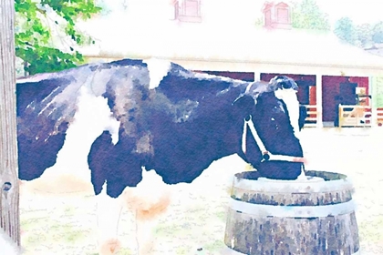 Picture of BARN COW